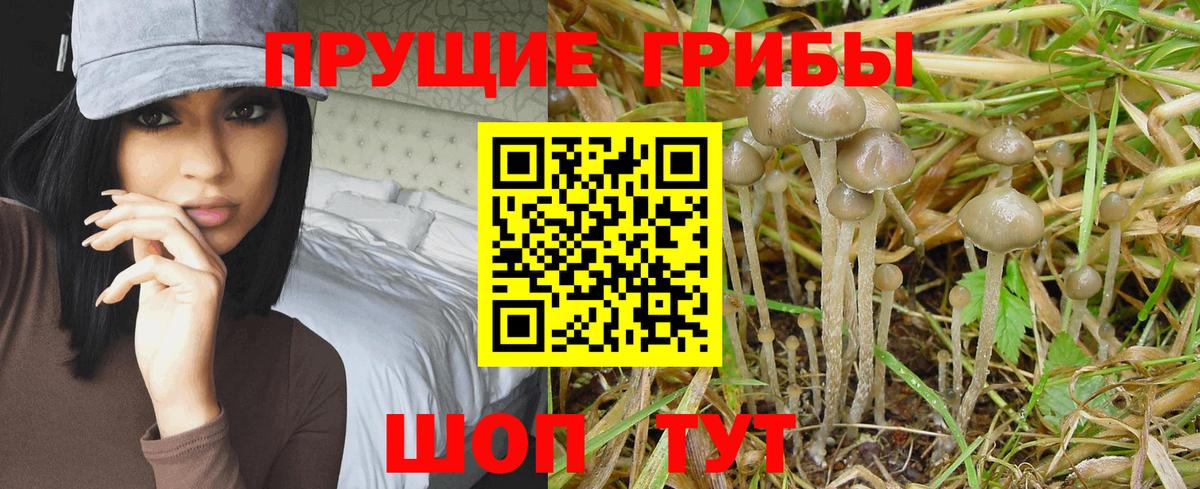 Псилоцибиновые грибы прущие грибы Королёв
